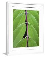 Leaf Design II-Jim Christensen-Framed Art Print