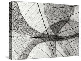 Leaf Designs I BW-Jim Christensen-Stretched Canvas