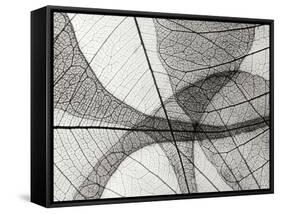 Leaf Designs I BW-Jim Christensen-Framed Stretched Canvas