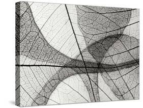 Leaf Designs I BW-Jim Christensen-Stretched Canvas