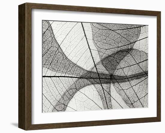 Leaf Designs I BW-Jim Christensen-Framed Photographic Print