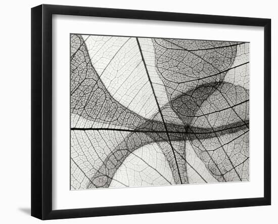 Leaf Designs I BW-Jim Christensen-Framed Photographic Print