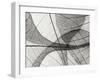 Leaf Designs I BW-Jim Christensen-Framed Photographic Print