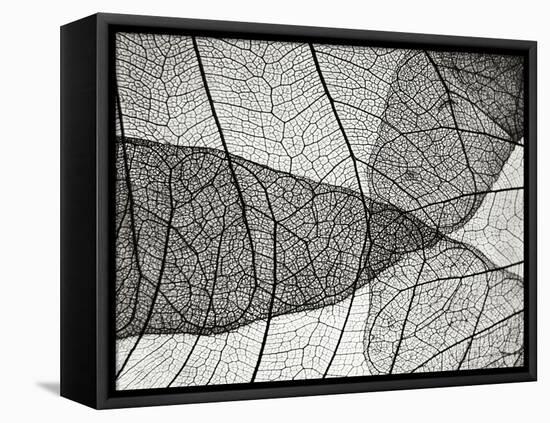 Leaf Designs II BW-Jim Christensen-Framed Stretched Canvas