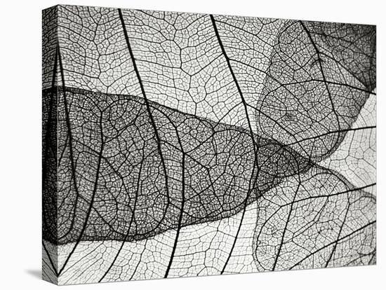 Leaf Designs II BW-Jim Christensen-Stretched Canvas