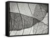 Leaf Designs II BW-Jim Christensen-Framed Stretched Canvas