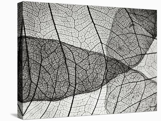 Leaf Designs II BW-Jim Christensen-Stretched Canvas