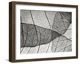 Leaf Designs II BW-Jim Christensen-Framed Photographic Print