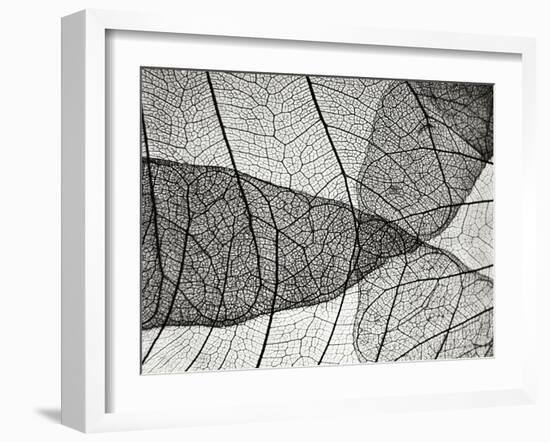 Leaf Designs II BW-Jim Christensen-Framed Photographic Print