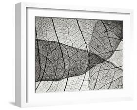 Leaf Designs II BW-Jim Christensen-Framed Photographic Print