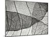 Leaf Designs II BW-Jim Christensen-Mounted Photographic Print