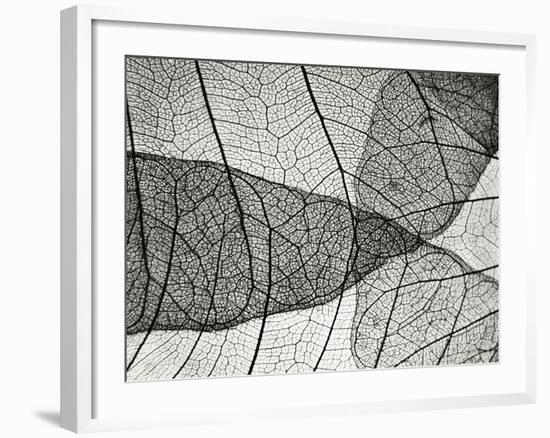 Leaf Designs II BW-Jim Christensen-Framed Photographic Print