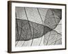 Leaf Designs II BW-Jim Christensen-Framed Photographic Print