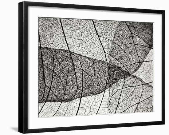 Leaf Designs II BW-Jim Christensen-Framed Photographic Print