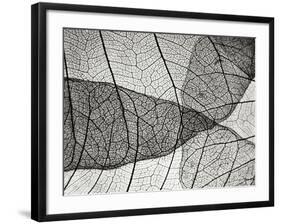 Leaf Designs II BW-Jim Christensen-Framed Photographic Print