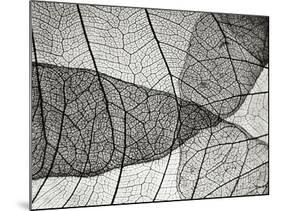 Leaf Designs II BW-Jim Christensen-Mounted Photographic Print