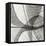 Leaf Designs III BW-Jim Christensen-Framed Stretched Canvas
