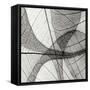 Leaf Designs III BW-Jim Christensen-Framed Stretched Canvas
