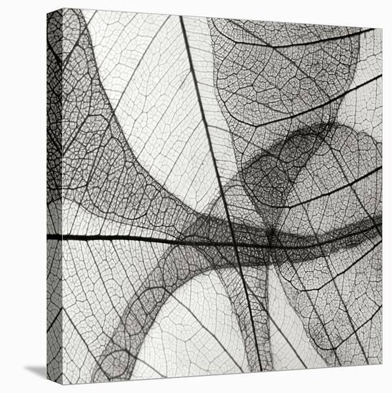 Leaf Designs III BW-Jim Christensen-Stretched Canvas