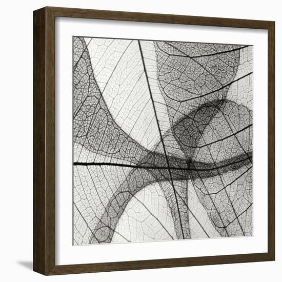 Leaf Designs III BW-Jim Christensen-Framed Photographic Print