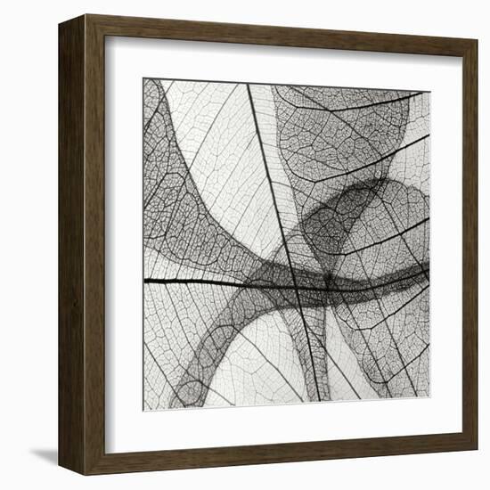 Leaf Designs III BW-Jim Christensen-Framed Premium Photographic Print