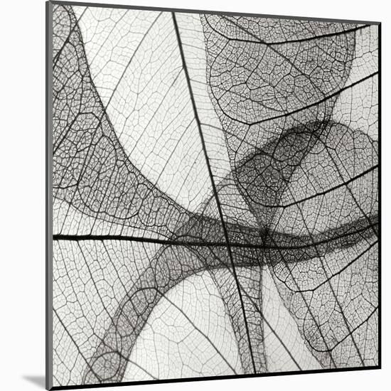 Leaf Designs III BW-Jim Christensen-Mounted Premium Photographic Print