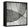 Leaf Designs IV BW-Jim Christensen-Framed Stretched Canvas
