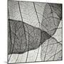 Leaf Designs IV BW-Jim Christensen-Mounted Photographic Print