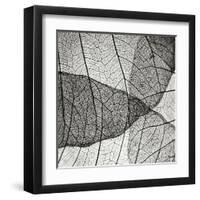 Leaf Designs IV BW-Jim Christensen-Framed Premium Photographic Print