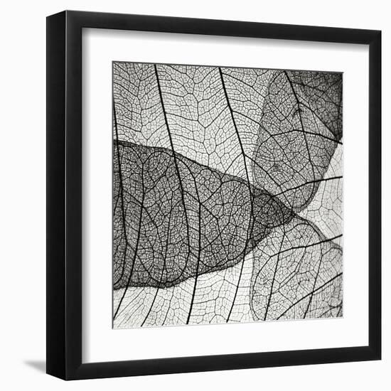 Leaf Designs IV BW-Jim Christensen-Framed Premium Photographic Print