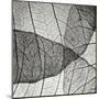 Leaf Designs IV BW-Jim Christensen-Mounted Premium Photographic Print