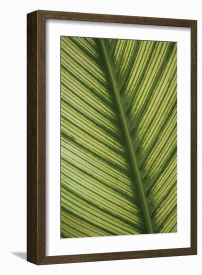 Leaf Detail 1-Erin Berzel-Framed Photographic Print