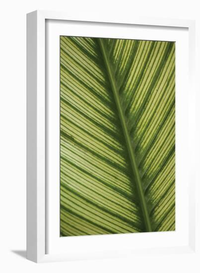 Leaf Detail 1-Erin Berzel-Framed Photographic Print