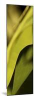 Leaf Detail I-Tang Ling-Mounted Premium Giclee Print