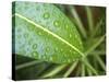 Leaf Detail, Maldives, Indian Ocean-Jon Arnold-Stretched Canvas