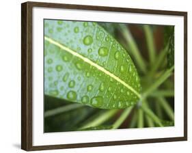 Leaf Detail, Maldives, Indian Ocean-Jon Arnold-Framed Photographic Print