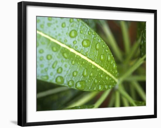 Leaf Detail, Maldives, Indian Ocean-Jon Arnold-Framed Photographic Print