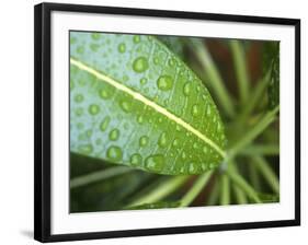 Leaf Detail, Maldives, Indian Ocean-Jon Arnold-Framed Photographic Print