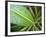 Leaf Detail, Maldives, Indian Ocean-Jon Arnold-Framed Photographic Print