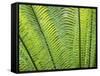 Leaf Detail, Maldives, Indian Ocean-Jon Arnold-Framed Stretched Canvas