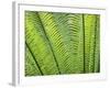 Leaf Detail, Maldives, Indian Ocean-Jon Arnold-Framed Photographic Print