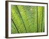 Leaf Detail, Maldives, Indian Ocean-Jon Arnold-Framed Photographic Print