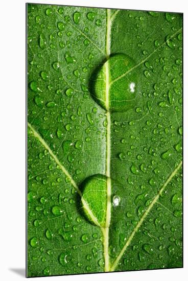 Leaf Dew Drop Number 10-Steve Gadomski-Mounted Photographic Print