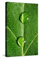 Leaf Dew Drop Number 10-Steve Gadomski-Stretched Canvas