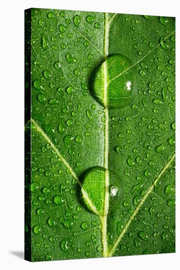 Leaf Dew Drop Number 10-Steve Gadomski-Stretched Canvas