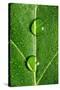 Leaf Dew Drop Number 10-Steve Gadomski-Stretched Canvas