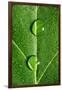 Leaf Dew Drop Number 10-Steve Gadomski-Framed Photographic Print