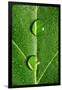 Leaf Dew Drop Number 10-Steve Gadomski-Framed Photographic Print