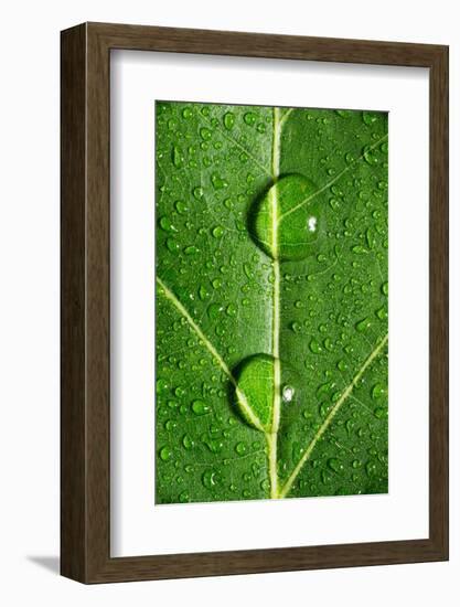 Leaf Dew Drop Number 10-Steve Gadomski-Framed Photographic Print