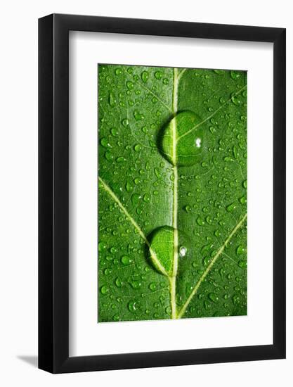 Leaf Dew Drop Number 10-Steve Gadomski-Framed Photographic Print